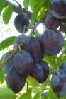 Prunus domestica 'Altesse Simple'  | Pruim-Kwets C7