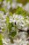 Prunus domestica 'Altesse Simple' STR C Prunus domestica 'Altesse Simple'  | Pruim-Kwets C7