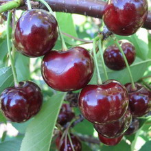 Prunus avium 'Bigarreau Burlat'  | Kers C7