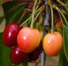 Prunus avium 'Bigarreau Napoléon'  | Kers C7