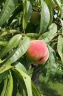 Prunus persica 'Dixired' | Perzik HA C7