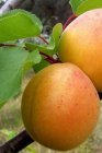 Prunus armeniaca 'Royal' (Early Orange) | Abrikoos C7