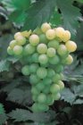 Vitis vinifera'Champion' | Witte druif 30/40 P11