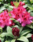 RHODODENDRON 'MARIE FORTE' 30-40 C