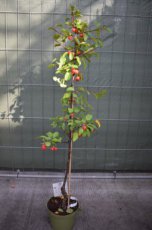 Malus hybr. ‘Red Sentinel’-Sierappel/appel 60-100 C