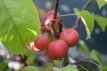 Malus hybr. 'Red Sentinel 60/100 C Malus hybr. ‘Red Sentinel’-Sierappel/appel 60-100 C