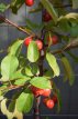 Malus hybr. 'Red Sentinel 60/100 C Malus hybr. ‘Red Sentinel’-Sierappel/appel 60-100 C