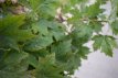 Acer plat. ‘Globosum’ 10/12 HO C25 Acer platanoides ‘Globosum’ 10/12 HO  C25  BOLESDOORN