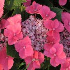 Hydrangea macrophylla ‘Taube’ - roze-Hortensia 25-30 C