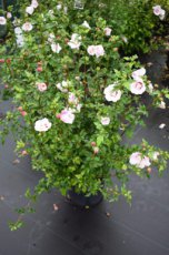 Hibiscus syriacus ‘Hamabo’ - roze - Altheastruik 40-60 C