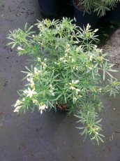 Choisya ternata 'White Dazzler'® (‘Londaz’) - Oranjebloesem  25-30  C
