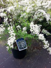 Spiraea cinerea 'Grefsheim' 40/60 C3 Spiraea cinerea ‘Grefsheim’-Spierstruik 40-60 C3