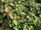 Rubus ‘Betty Ashburner’-Sierbraam 10-15  P9