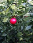 Ruscus aculeatus-Muizendoorn 20-30 C