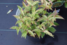 Leucothoe fontanesiana ‘Rainbow’ - Druifheide 20-30  C