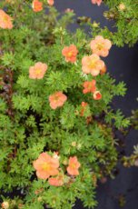 Potentilla fruticosa  ‘Red Ace’ - rood - Ganzerik 25-30 C3