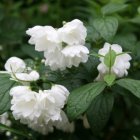 Philadelphus lemoinei