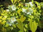 Philadelphus coronarius  ‘Aureus’ - wit, geel blad-Boerenjasmijn 30-40 C