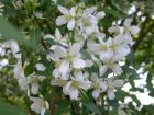 Philadelphus ‘Lemoinei’ - wit-Boerenjasmijn 50-60 C