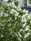 Philadelphus ‘Dame Blanche’ - wit-Boerenjasmijn  50-60 C