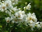 Philadelphus ‘Belle Etoile’ - wit, roze-Boerenjasmijn 50-60 C