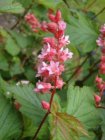 Neillia affinis-Trosspiraea 40-60 C