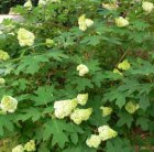 Hydrangea quercifolia 'Harmony' 30/40 C