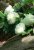 Hydrangea quercifolia 'Harmony' 30/40 C