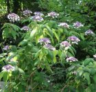 Hydrangea villosa 25/30 C