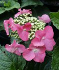 Hydrangea macrophylla Zaunkönig - roze Hydrangea macrophylla ‘Zaunkönig’ - roze-Hortensia  PROMO  10 st.