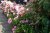 Hydrangea macrophylla Zaunkönig - roze Hydrangea macrophylla ‘Zaunkönig’ - roze-Hortensia  PROMO  10 st.