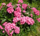 Hydrangea macrophylla ‘Pia’ - roze-Hortensia 25-30  C