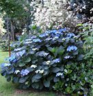 Hydrangea macrophylla ‘Blaumeise’(=Blue Sky) - blauw-Hortensia 25-30  C