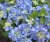 Hydrangea macrophylla 'Blaumeise' 25/30 C Hydrangea macrophylla ‘Blaumeise’(=Blue Sky) - blauw-Hortensia 25-30  C
