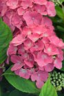 Hydrangea macrophylla ‘King George VII’(=Romance) - roze-Hortensia 25-30  C