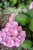 Hydrangea macr. 'King George VII' 25/30 C Hydrangea macrophylla ‘King George VII’(=Romance) - roze-Hortensia 25-30  C