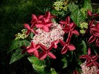 Hydrangea macrophylla ‘Kardinal’ - rood-Hortensia 25-30  C