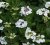 Hydrangea macr. Libelle - 10 st. 25/30 C Hydrangea macrophylla ‘Libelle’ - wit-Hortensia  PROMO 10 st.