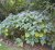 Hydrangea involucrata 25/30 C Hydrangea involucrata-wit , paars-Hortensia 25-30  C
