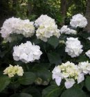 Hydrangea macrophylla - Hortensia 30-35 C5