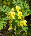 Hippocrepis emerus (= Coronilla emerus)-Struikpaardenhoefklaver  25-30  C