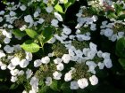 Hydrangea macrophylla 'Teller White' 25/30 C Hydrangea macrophylla  'Teller White’ - Hortensia 25-30 C