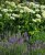 Hydrangea arborescens 'Grandiflora' 30/50 C Hydrangea arborescens ‘Grandiflora’-wit-Hortensia 30-50  C