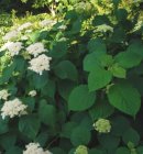 Hydrangea arborescens ‘White Dome’wit--Hortensia 30-50  C