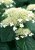Hydrangea arborescens White Dome Hydrangea arborescens ‘White Dome’wit--Hortensia 30-50  C