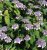 Hydrangea aspera 'Macrophylla' 40/60 C Hydrangea aspera ‘Macrophylla’ - roze, lila - Fluweelhortensia 40-60 C