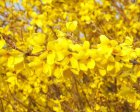 Forsythia intermedia 'Week-end'® (‘Courtalyn’)-Chinees klokje  50-60  C