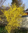 Forsythia intermedia 'Mêlée d’Or'® (=Courtaneur) - Chinees klokje 25-30  C