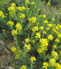 Genista hispanica-Brem 15-20 C