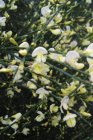 Cytisus praecox ‘Albus’ - wit-Brem 40-60  C